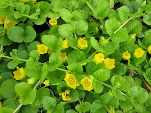 Lysimachia Goldilocks – Creeping Jenny Golden Foliage - Pack of 2 Live Starter Plants (4-6 Inches Tall) – Fast-Spreading Groundcover, Container-Friendly Accent, Easy Grow & Low-Maintenance Plant - Image 6
