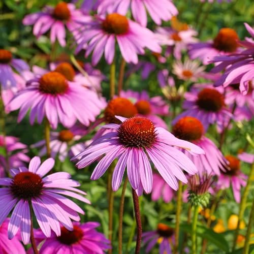 Purple Coneflower Seeds 1OZ Perennial Flower Seed for Planting - Echinacea by Groundio