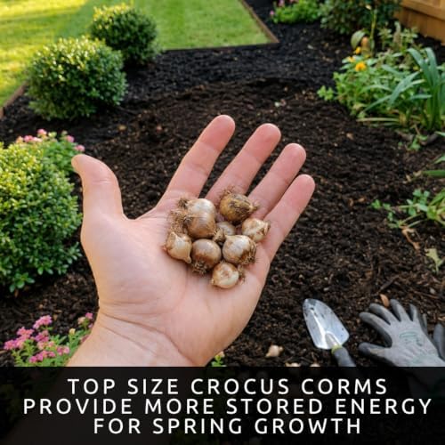20 Blue Moon Crocus Bulbs | Purple and White Spring Flowers for Gardens - Image 6