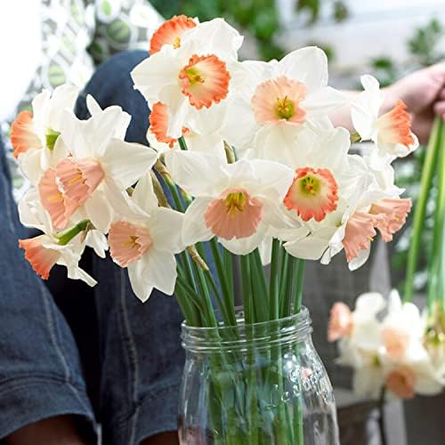 Garden State Bulb Pink Mixed Daffodil Flower Bulbs, 14/16cm, Fall Planting (Bag of 25) - Image 6