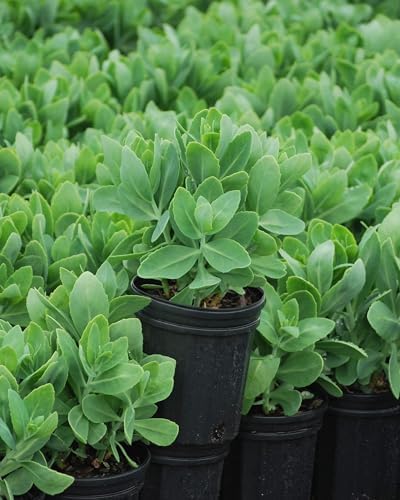 Perennial Farm Marketplace Sedum spec. 'Neon' (Stonecrop) Groundcover, Size-#1 Container, Rosy Pink Flowers - Image 4