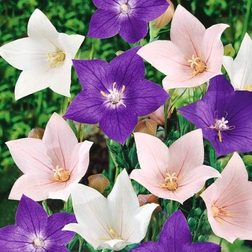 Balloonflower Mix 150 Seeds, Blue Pink White Perennial Flowers - Image 4