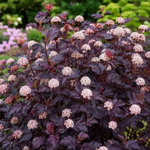 2 Live Ninebark Shrub Plant, 12-18" Tall in 2.5 Inch Pot, Easy to Grow, Resilient Flowering Foliage for Garden Rows and Landscapes - Image 7