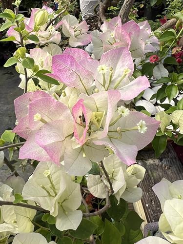 White 16" Bougainvillea - Image 2
