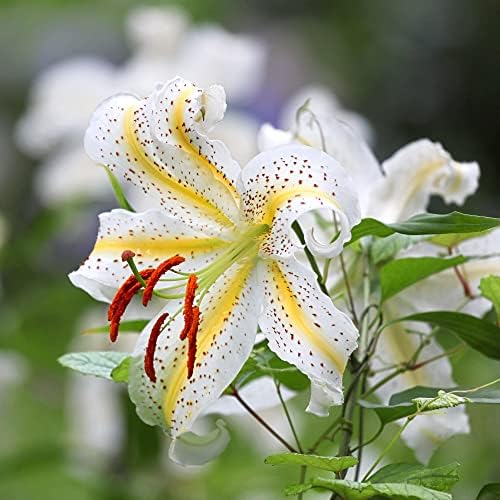 Easy to Grow Lilium Oriental Lily 'Gold Band' Plant Bulbs (3 Pack) - Fragrant Yellow & White Flowering Blooms in Summer Gardens - Image 2