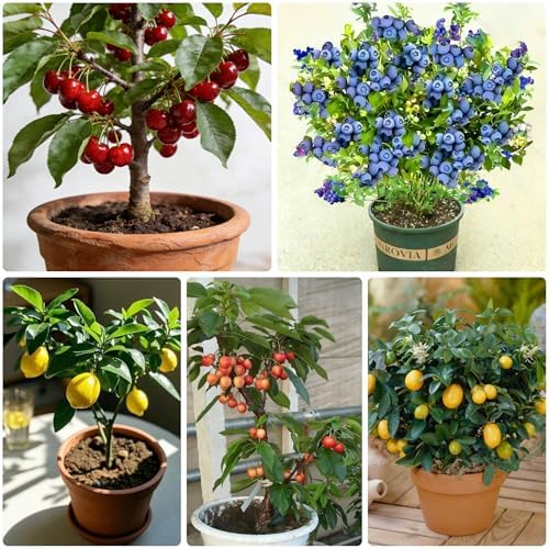 Bonsai Fruit Tree Mix Seeds for Planting, Lemon 40, Apple 42, Cherry 20, Orange 40, Blueberry 20 Seeds, 5 Variety Fruit Tree Seed for Home Bonsai Outdoor, Heirloom Non-GMO - Image 3