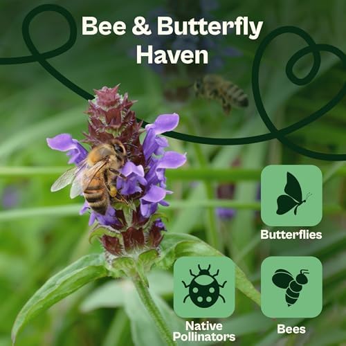 SVI 1000 Heal All Seeds (Prunella Vulgaris) - Self Heal, Medicinal Herb with Purple Blooms, Drought Tolerate, Easy Grow – Perennial Flower Seeds in Seed Packets for Outdoor Garden, Containers, Borders - Image 4