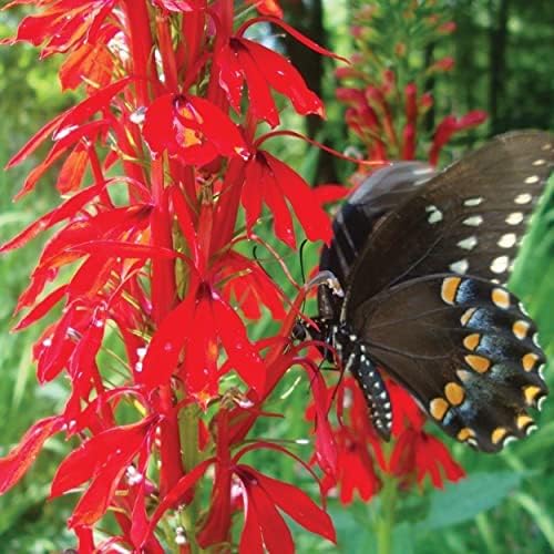 Cardinal Flower, a Great Live Pond Plant for Your Water Garden. Filters koi and Goldfish Ponds. Good for Bogs, Plant Shelf or Shallow Water This marginal Aquatic is a Real Beauty - Image 3