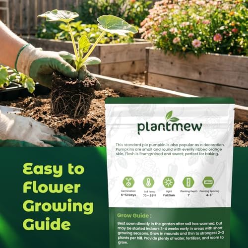 50 Heirloom Small Sugar Pumpkin Seeds for Planting – Sweet Pie Pumpkin, Compact Vines, High Germination, Ideal for Home Garden & Container - Image 3