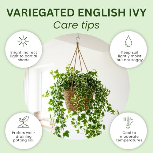 Variegated English Ivy Plant, Climbing Vine Plant, 4-7 Inc Tall, 4 Inc Pot - Image 2