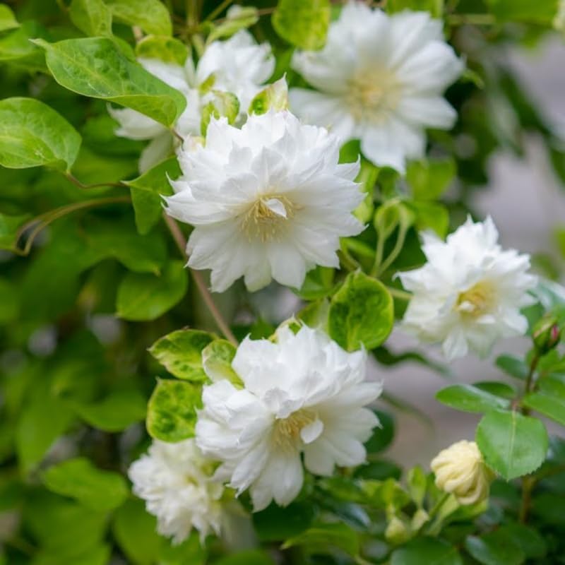 Double White Clematis Vine Plant, Clematis Vine Plants Live in 2.5 Inch Pot by HILROQG