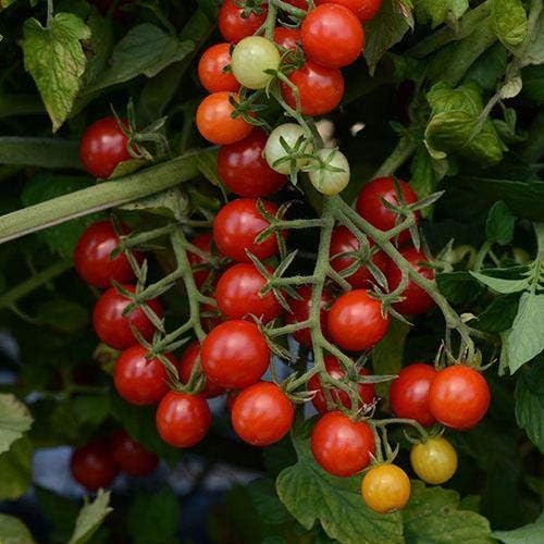 Park Seed Cherry Tomato Seeds, Planting Vegetables, Easy to Grow, Non-GMO, Variety of Colors and Sizes, Spring Garden, Candyland Red Hybrid, Pack of 30 - Image 2