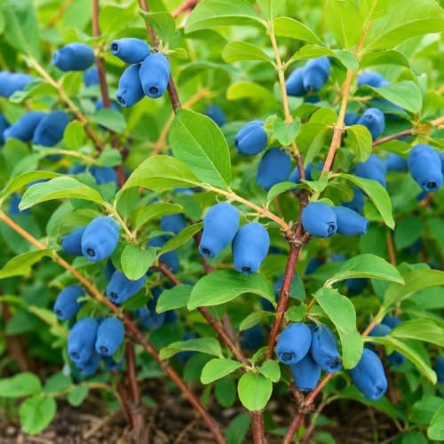 Boreal Blizzard Honeyberry (Haskap) Shrub - 6-12" Tall Live Plant - Image 6