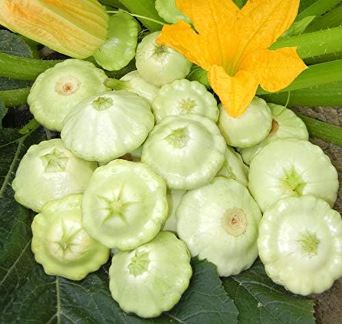 Seeds Vegetable White Patty Pan Squash Scallop Zucchini - 30 Seeds - Image 4