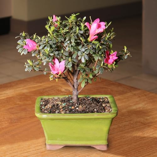 Brussel's Bonsai - Small Satsuki Azalea Live Bonsai Tree, Potted Outdoor Plant - Image 4