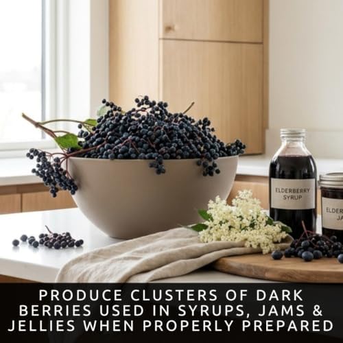 Blue Elderberry Seeds for Planting | Native Berry Shrub | 100 Seeds - Image 3