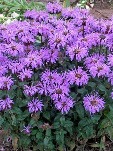 Perenial Farm Marketplace Monarda x 'Blue Moon' (Sugar Buzz® Bee Balm) Perennial,Size-#1 Container, Blue Flowers by PerennialFarmMarketplace