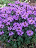 Perenial Farm Marketplace Monarda x 'Blue Moon' (Sugar Buzz® Bee Balm) Perennial,Size-#1 Container, Blue Flowers by PerennialFarmMarketplace