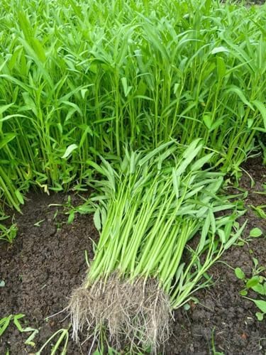 420+ Ong Choy Seeds - Rau Muong La TRE, Kangkong, Kong Xin CAI, Water Spinach Seeds - Premium, Heirloom, Non GMO, 99% Germination Rate - Easy to Grow Vegetable for Yard & Garden Planting - Image 4