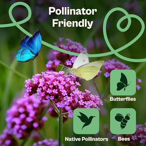 SVI 5500 Purpletop Vervain Seeds (Verbena Bonariensis) - Tall Verbena, Purple Blooms, Pollinator Magnet, Perrenial Seed in Seed Packets - Flower Seeds for Home Garden, Borders, Outdoor Flower Beds - Image 4