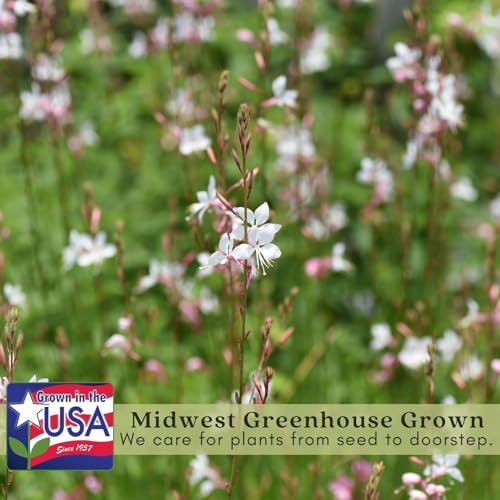 Clovers Garden Gaura Sparkle White Plants - Two (2) Live Plants - Non-GMO - Each 4" to 8" Tall - in 4" Inch Pots - Perennial, Pollinator Friendly, Continuous Blooms - Image 3