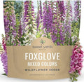 Foxglove Mixed Colors - Large 1/2 Ounce Packet - 125,000 Flower Seeds for Planting - Digitalis purpurea by SweetYards