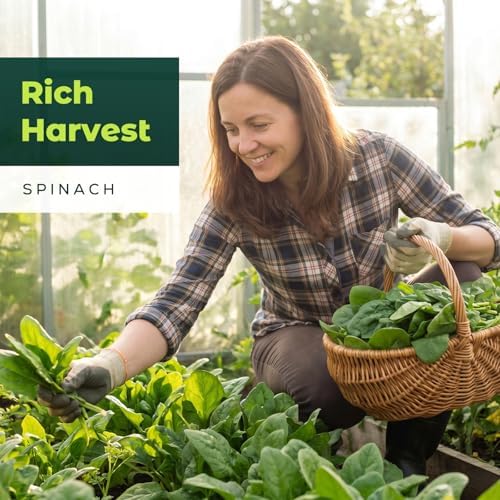 Bloomsdale Spinach Seeds for Planting, 500 Heirloom Seeds — Fast Growing Vegetable Seeds for Spring & Fall Gardens - Image 5