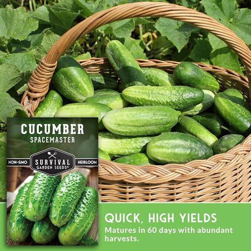 Spacemaster Cucumber Seeds for Planting - Bush Style Cucumbers (2 Packs) - Image 6