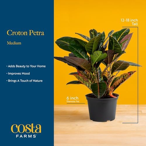 Costa Farms Croton Petra Live Plants (Pack of 2), Indoor Outdoor Houseplants Potted in Plant Pots, Potting Soil Mix, Easy to Grow Tropical House Plants for Home, Office, Fall Room Decor, 1 Foot Tall - Image 4