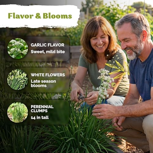500 Garlic Chives Heirloom Herb Seeds for Planting, Allium Tuberosum - Image 4