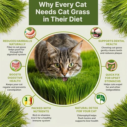 Cat Grass Seeds Mix - 5,200 Non-GMO Heirloom Seeds for Cats & Pets, 4 oz Pack for Growing Fresh Barley, Oat, Rye & Wheat Grass Seeds for Planting, Indoor Plants for Pets, Hairball Remedy for Cats - Image 5