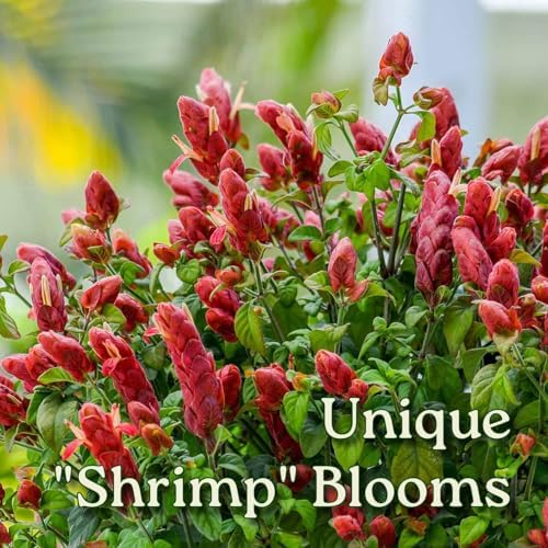 Braided Shrimp Tree - Red Flowers - Overall Height 36" to 42" - Tropical Plants of Florida (Plant Only) - Image 2