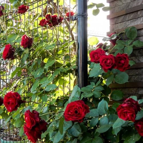 Velvet Red Black Climbing Live Rose Plant, 5-10 Inch Tall - Image 3