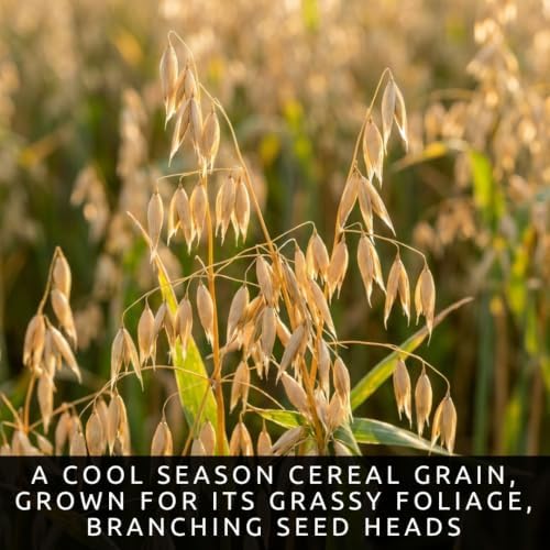 1000 Oat Seeds for Planting | Avena Sativa Grain Cover Crop Seeds - Image 2