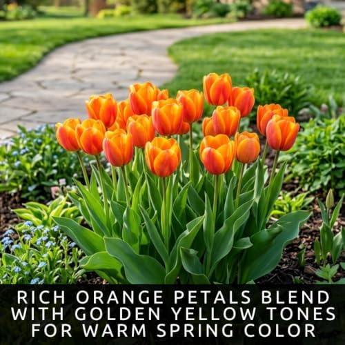 25 Orange Dynasty Tulip Bulbs | Orange-Pink Triumph Tulips for Spring - Image 4