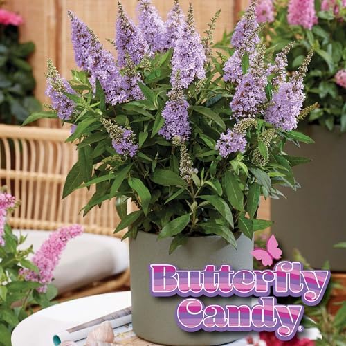 Perfect Plants Li'l Lavender Butterfly Bush, 1 Gallon, Live Plant - Image 6