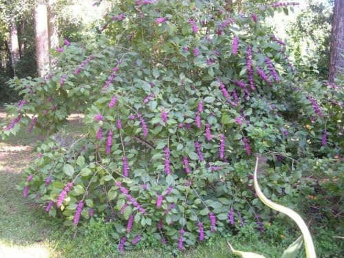 American Beautyberry Shrub/Bush - 12-14" Tall Live Plant - Gallon Pot - Image 7