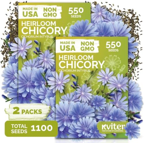 1,100 Chicory Heirloom Flower Seeds for Planting, Cichorium Intybus by KVITER