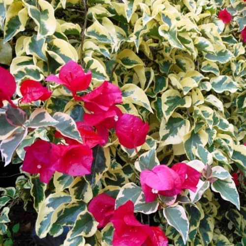 Set 2 Red to Pink Bougainvillea Live Plant 5-7 Inch Tall - Image 6