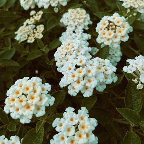 3 Trailing White Lantanas, Live Plants – Continuous Blooms, Thriving in 2.5” Nursery Cubes - Image 2