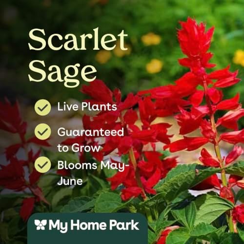 Scarlet Sage 6 Live Plants (Salvia coccinea) – Native Wildflower for Hummingbird & Pollinator Gardens, Long Blooming Red Flowers, Drought Tolerant, Low Maintenance Full Sun Perennial - Image 3