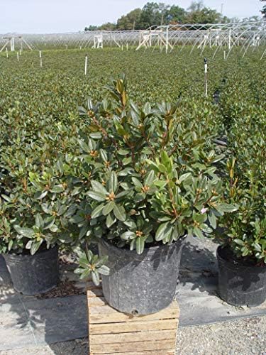 Live Plant, Rhododendron X `PJM Elite` Evergreen Lavender Flowers, 3-Gallon Fully Potted Plant Bush from Green Promise Farms - Image 3
