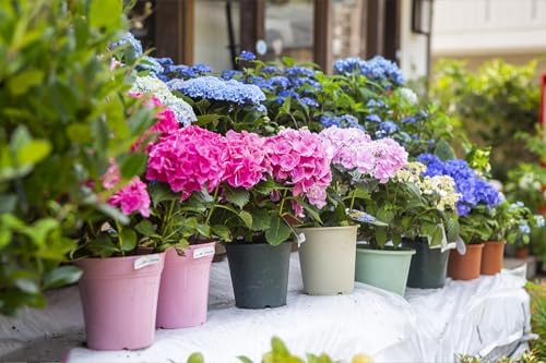 100+ Mix Hydrangea Seeds for Planting Macrophylla Giant Snowball Bonsai Hydrangea Fast Growing Shrub - Image 4