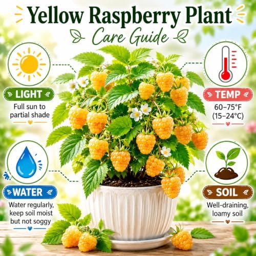 2 Fall Gold Raspberry Plants Live, Sweet Edible Berry Bush, 4-9" - Image 3