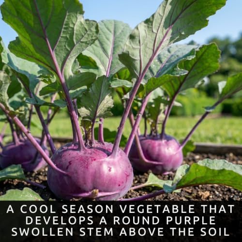 100 Purple Kohlrabi Seeds | Heirloom Vegetable Seeds for Planting - Image 2