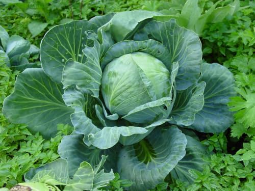 Bravo Cabbage Live Plants - Set of 4 - Image 2
