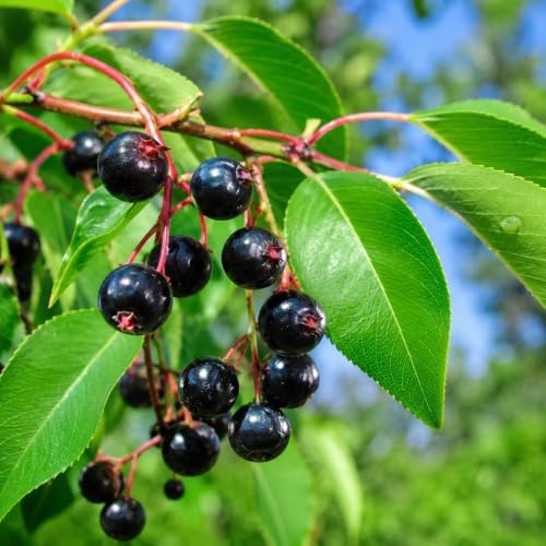 Black Cherry Tree - 6-12" Tall Live Plant - Image 7