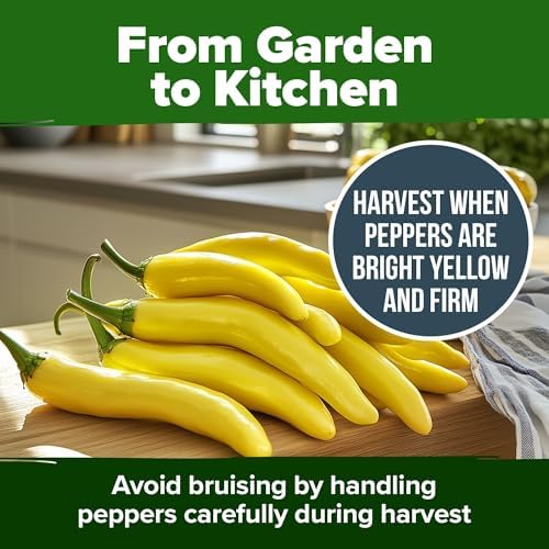 HOME GROWN Sweet Banana Pepper Seeds, 188+ Seeds, Capsicum annuum - Image 7