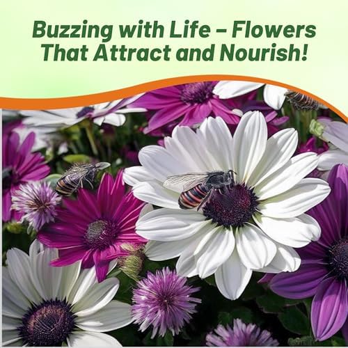 Outsidepride Akila Mix Osteospermum African Daisy Seeds - 20 Pcs. Perennial Flower Seeds for Planting Outdoors with Long-Lasting Blooms, Drought-Tolerant, Easy to Grow for Sunny Gardens & Borders - Image 5