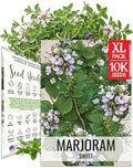 Seed Needs Sweet Marjoram Seeds to Plant Non-GMO & Heirloom Herbs XL Pack by SeedNeeds